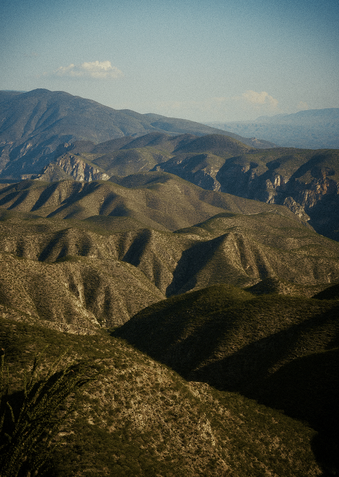 Gold Root in its natural region of central Mexico