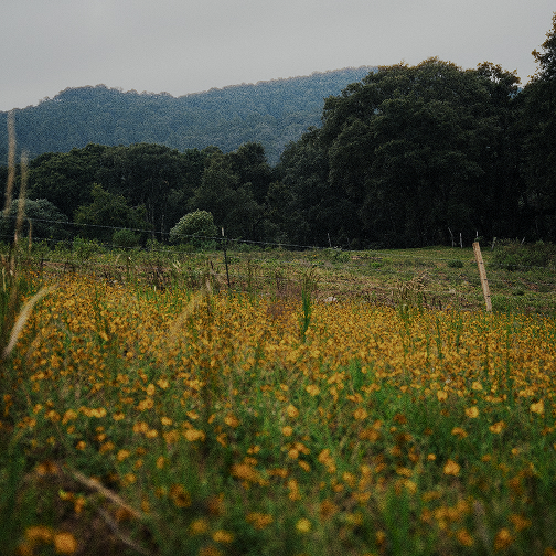 Heliopsis longipes plant
