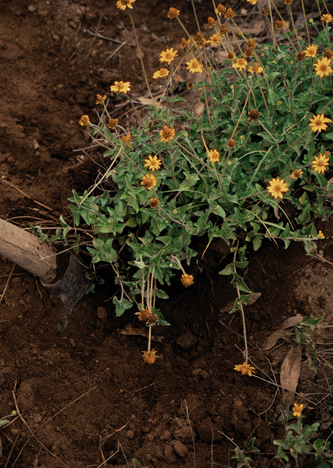Chilcuague root developed underground