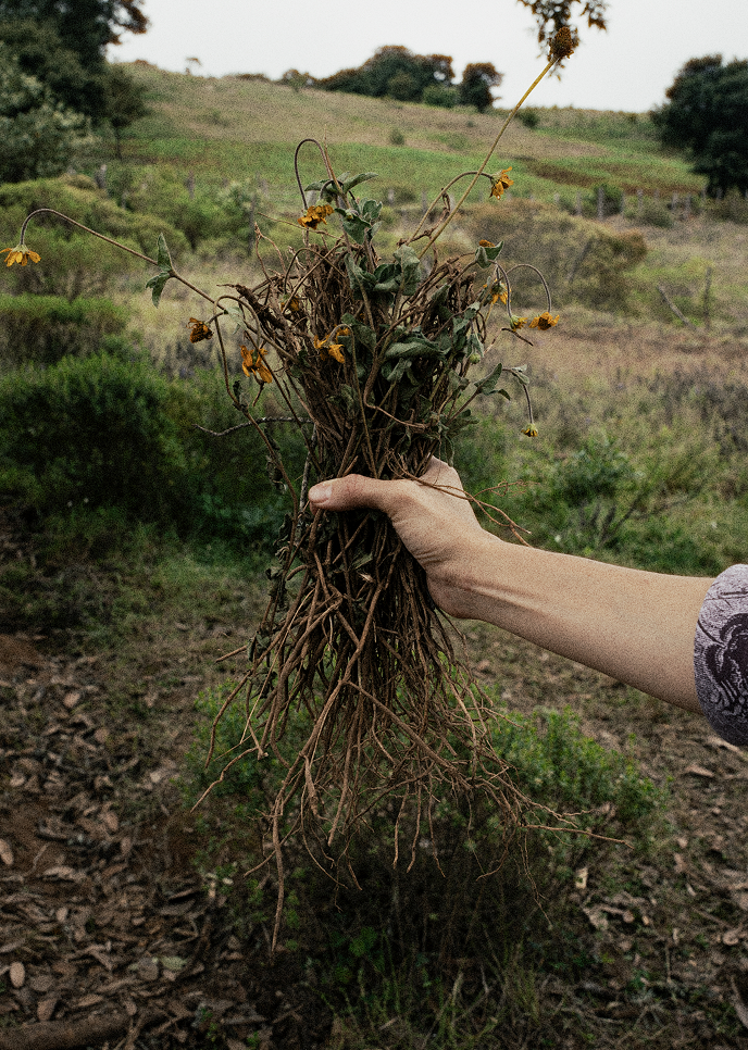 Chilcuague root used in traditional cooking