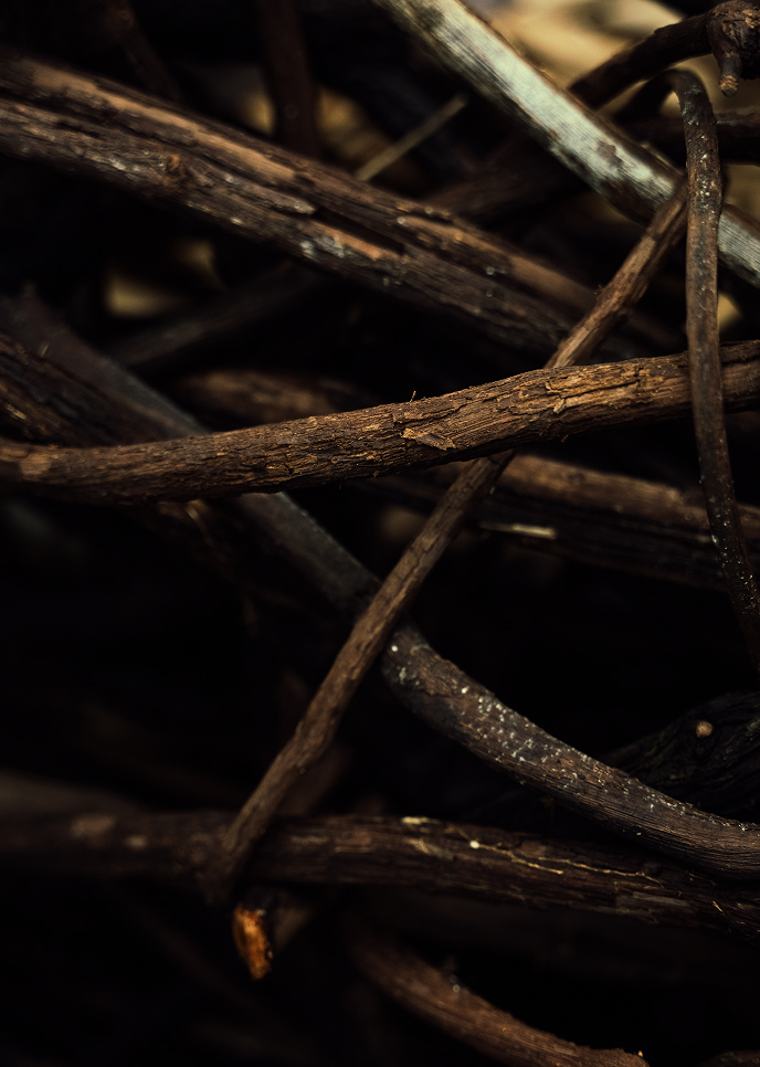 Interior of the Chilcuague root